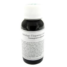 LVS 07N SOLIDAGO VIRGAURE COMP